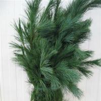 Сосна Голландская Pinus Strobus Bs 80 см. 350 гр.