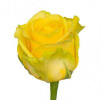 Троянда Пенні лейн 70 см. Флора Вест (шт, жовтий)