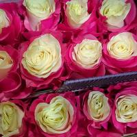 Роза крашеная Фуксия 60 см Эквадор