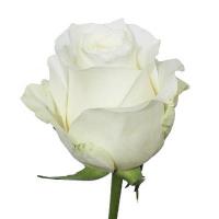 Троянда Вендела 60 см. Еквадор (шт, білий)