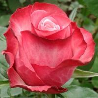 Троянда Ноу ліміт 60 см. Кенія (шт, червоний)