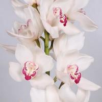 Орхідея цимбідіум 9 гілка Mazurka (біла)