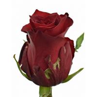 Троянда Ред ліон 80 см. Кенія (шт, червоний)
