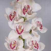 Орхидея цимбидиум 6 ветка Vanity (белая)