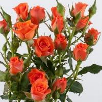 Троянда Гуд піч кущ. 80 см. Кенія (шт, помаранчевий)
