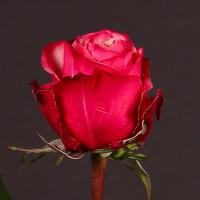 Троянда Помпадур 70 см. Кенія (шт, червоний)