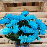 Хризантема кущова зембла фарбована синя (Голландія)