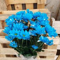 Хризантема кущова ромашка фарбована синя (Голландія)