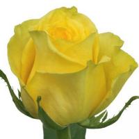 Троянда Лайтхауз 60 см. Еквадор (шт, жовтий)