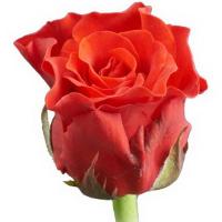 Троянда Эль торо 50 см. Кенія (шт, червоний)