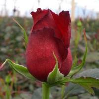 Троянда Самурай 50 см. Кенія (шт, червоний)