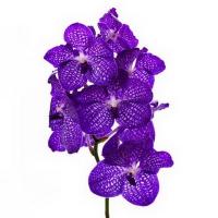 Орхидея ванда Blue Magic ( по штучно )