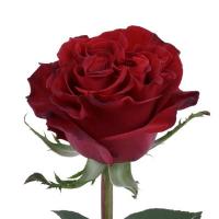 Троянда Хертс 70 см. Еквадор (шт, червоний)