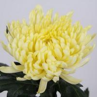 Хризантема одноголова жовта Гагарін (Голландія)