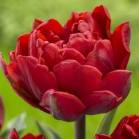 Тюльпан піоноподібний червоний Фрезія