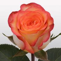 Троянда Скай фаєр 90 см. Еквадор (шт, жовто-червоний)