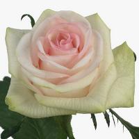 Троянда Капкейк 70 см. Кенія (шт, біло-рожевий)