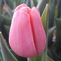 Тюльпан Tresor 30-40гр/30-40см Голландія (шт, рожевий)