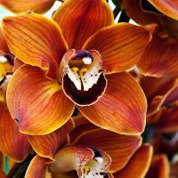 Орхидея цимбидиум 6 коричневая шт.