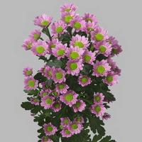 Хризантема сантіні Tanga Pink 55 см. Голландія (шт, рожевий)