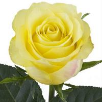 Троянда Голден тауер 70 см. Кенія (шт, жовтий)