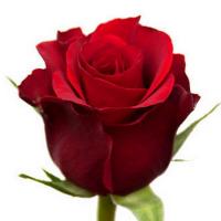 Троянда Блек меджик 70 см. Еквадор (шт, червоний)
