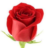 Троянда Фрідом 50 см. Еквадор (шт, червоний)