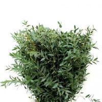 Евкаліпт Parvifolia 350 грм. Голландія (пуч, зелений)