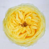 Троянда Каталіна 60 см. Кенія (шт, жовтий)
