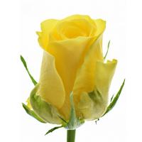 Троянда Іловен 60 см. Кенія (шт, жовтий)