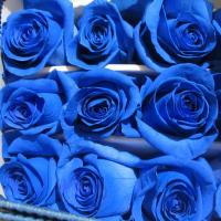 Роза крашеная синяя Азул 70 см Эквадор