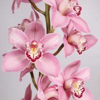 Орхидея цимбидиум 6 ветка Candy (розовый)