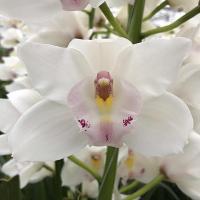 Орхидея цимбидиум 9 ветка Dos Pueblos (белая)