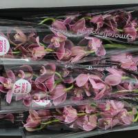 Орхідея цимбідіум 6 гілка Bryce (рожевий)