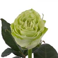 Троянда Васабі 80 см. Еквадор (шт, зелений)