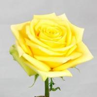Троянда Стардаст 60 см. Еквадор (шт, жовтий)