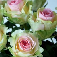 Троянда Дансинг квін 70 см. Харків (шт, рожево-кремовий)
