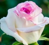 Троянда Дольче віта 65 см. Харків (шт, біло-рожевий)