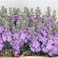 Маттиола Figaro Lavende