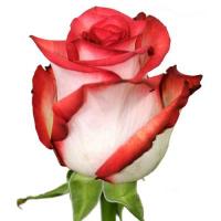 Троянда Блаж 80 см. Еквадор (шт, біло-червоний)