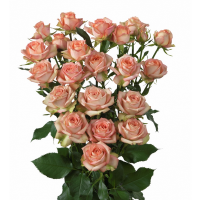 Троянда Азора кущ. 65 см. Асканія (шт, блідно-червоний)