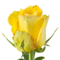 Троянда Бікіні 80 см. Еквадор (шт, жовтий)