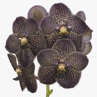 Орхидея ванда Su Chocolate Brown ( по штучно )
