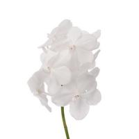 Орхідея ванда Tayan Diamond White ( по штучному )