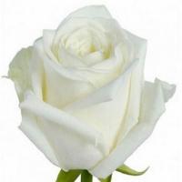 Троянда Амелія 80 см. Еквадор (шт, білий)