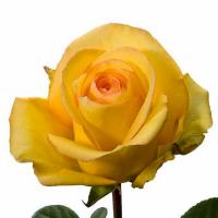 Троянда Дежа вю 80 см. Еквадор (шт, жовтий)