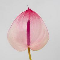 Антуріум рожевий 13-15 см Maxima Elegance