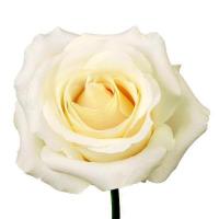 Троянда Бліззард 60 см. Еквадор (шт, білий)