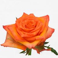 Троянда Ірина 80 см. Еквадор (шт, помаранчевий)