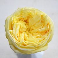 Троянда Касандра 60 см. Кенія (шт, жовтий)